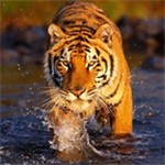 老虎狩猎模拟3D